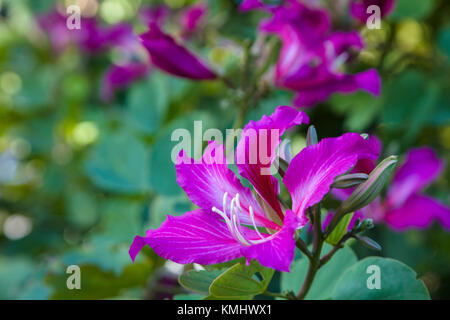 Nahaufnahme der Blüte auf Hong Kong Orchid Tree Stockfoto