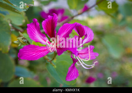 Nahaufnahme der Blüte auf Hong Kong Orchid Tree Stockfoto