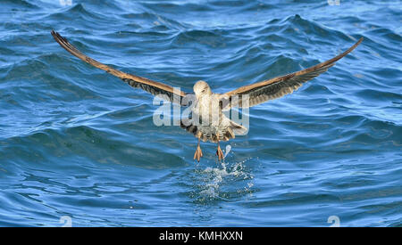 Fliegen Jugendliche kelp Möwe (Larus dominicanus), auch bekannt als der Dominikaner Möwe und schwarz unterlegt Kelp Gull. False Bay, Südafrika Stockfoto