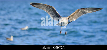 Fliegen Jugendliche kelp Möwe (Larus dominicanus), auch bekannt als der Dominikaner Möwe und schwarz unterlegt Kelp Gull. False Bay, Südafrika Stockfoto