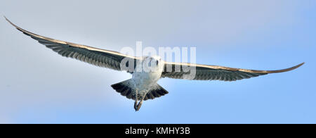 Flying kelp Möwe (Larus dominicanus), auch bekannt als der Dominikaner Möwe und schwarz unterlegt Kelp Gull. False Bay, Südafrika Stockfoto