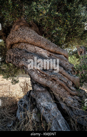 Eine wunderbare twisted Olive Tree, in der Nähe Stockfoto