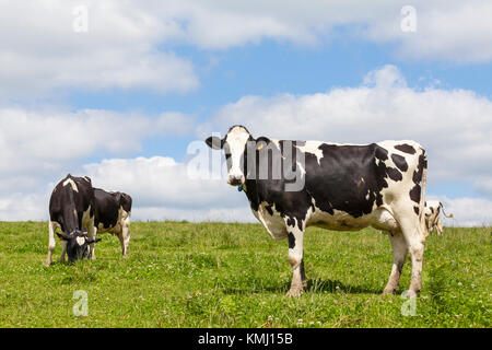 Neugierig Schwarzbunte Milchkuh seitwärts stehend in einem üppigen grünen Weide mit anderen Rinder in der Herde weiden hinter der Skyline Stockfoto