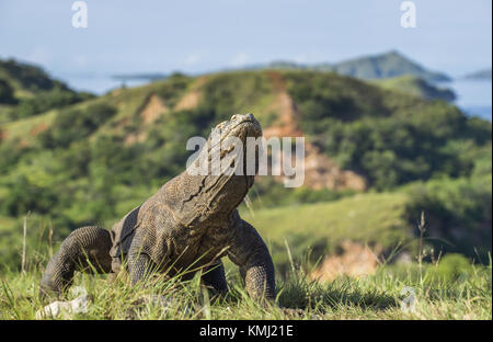 Der Komodo Drachen kämpfen um die Vorherrschaft. Die Komodo Waran (Varanus komodoensis), auch als die Komodo Monitor genannt, ist die größte lebende Echse in Stockfoto