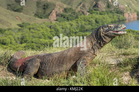 Portrait der Komodo Waran (Varanus komodoensis) ist der größte lebende Echse der Welt. Auf der Insel Rinca. Indonesien. Stockfoto