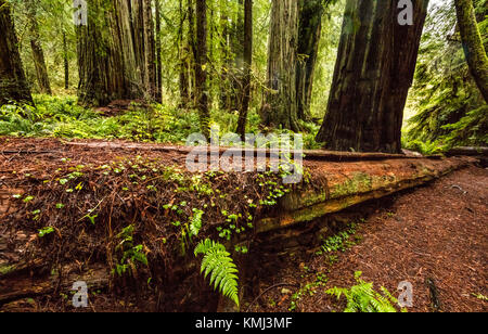 Ein gefallener Redwood Baum im Prairie Creek Redwoods State Park, Kalifornien Stockfoto