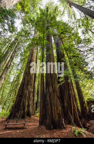 Riesige Mammutbäume in hohen Bäumen Grove, Redwood National Park, Kalifornien Stockfoto