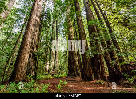 Riesige Mammutbäume in hohen Bäumen Grove, Redwood National Park, Kalifornien Stockfoto