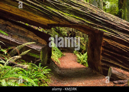 Schnitt durch den Redwood entlang Prairie Creek Trail im Prairie Creek Redwoods State Park, Kalifornien Stockfoto