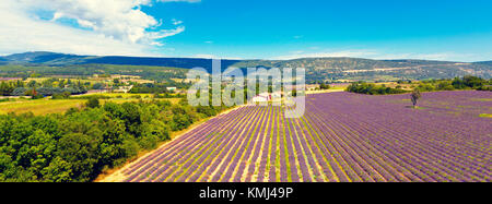 Lavendelfeld in der Provence, Frankreich. Blick von oben. Lange breite Banner Stockfoto