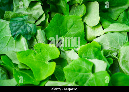 Ivy gourd Blätter, Zutaten zum Kochen und Kräutern. Stockfoto