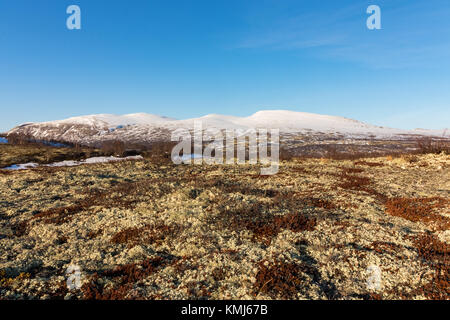 Moos und Flechten mit Winter Berge im Hintergrund. Der frühe Frühling im Dovrefjell, Norwegen. Stockfoto