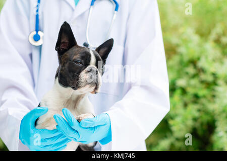 Vet Hände halten ein Boston Terrier Hund Stockfoto