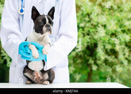 Vet Hände halten ein Boston Terrier Hund Stockfoto