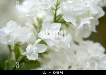 Elder Bush mit weißen Blüten im Sommer Stockfoto