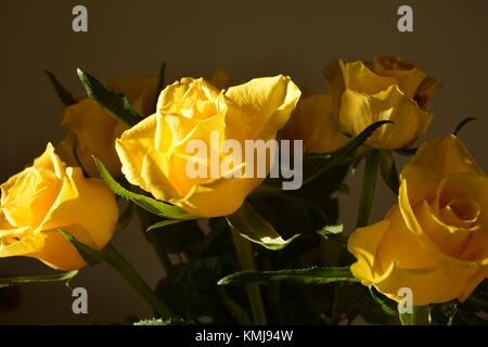 Strauß gelber Rosen auf dunklem Hintergrund Stockfoto