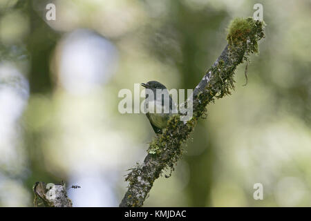 Neuseeland robin Petroica australis Neuseeland Stockfoto