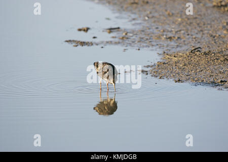 Kampfläufer Philomachus pugnax Männlichen im frühen Herbst Fütterung Stockfoto