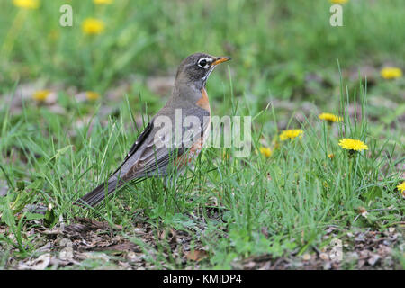 American robin Turdus migratorius erwachsenes Weibchen auf Gras Stockfoto