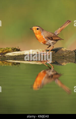 Europäische robin Erithacus rubecula nach neben Trinkwasser Pool in der Nähe von tiszaalpar Ungarn Stockfoto