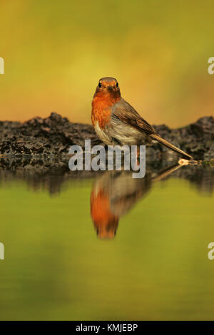 Europäische robin Erithacus rubecula nach Baden in Trinkwasser Pool in der Nähe von tiszaalpar Ungarn Stockfoto