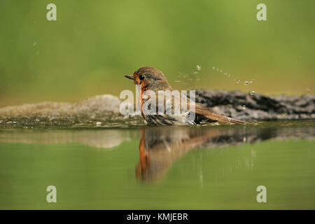 Europäische robin Erithacus rubecula nach Baden in Trinkwasser Pool in der Nähe von tiszaalpar Ungarn Stockfoto