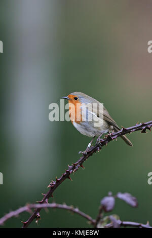 Europäische robin Erithacus rubecula beringten Vogel in brombeer Linwood New Forest National Park Hampshire England UK gehockt Stockfoto