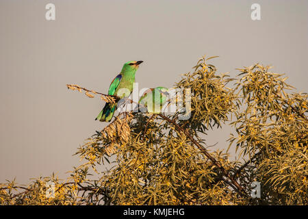 Europäische Rolle Coracias garrulus in der Nähe von tiszaalpar Südliche Tiefebene Ungarn anzeigen Stockfoto