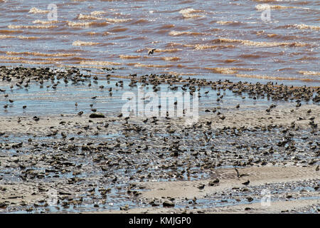 Semipalmated Sandpiper Calidris pusilla Herde füttern und am Rand der Ufer von chignecto's Bay Johnson Mühle Bucht von Fundy New Brunswick ruhen Stockfoto