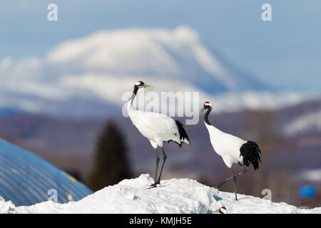 Japanischen roten Kopf Tancho Krane in Hokkaido, Japan Stockfoto