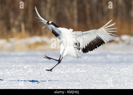 Japanischen roten Kopf Tancho Krane in Hokkaido, Japan Stockfoto