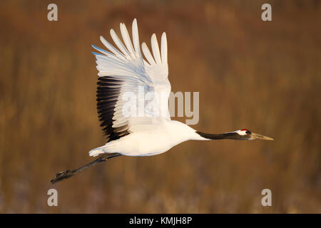 Japanischen roten Kopf Tancho Krane in Hokkaido, Japan Stockfoto