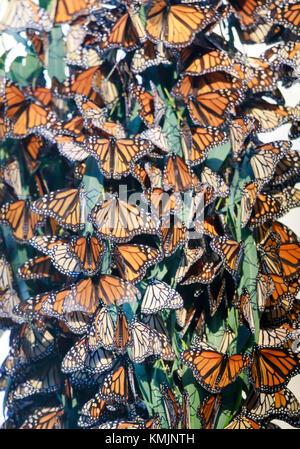 Monarch butterfly Cluster Stockfoto