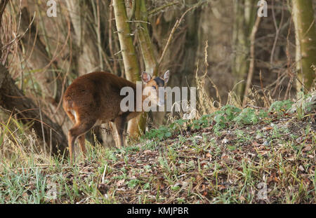 Eine hübsche weibliche Muntjac Hirsch (Muntiacus reevesi) füttert auf einer Insel in der Mitte eines Sees. Stockfoto