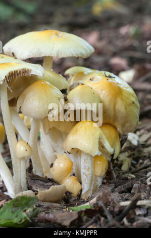 Bolbitius vitellinus mushrums auf einem Waldboden, Nahaufnahme Stockfoto