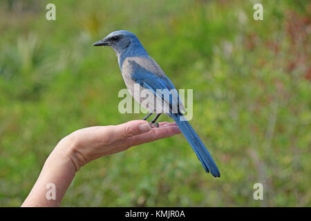 Florida scrub jay thront an Hand einer Frau Stockfoto