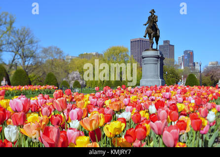 Boston Public Garden Tulpen und George Washington Statue im Frühjahr Stockfoto