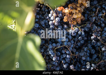 Ernte die Trauben für die Weinbereitung Stockfoto