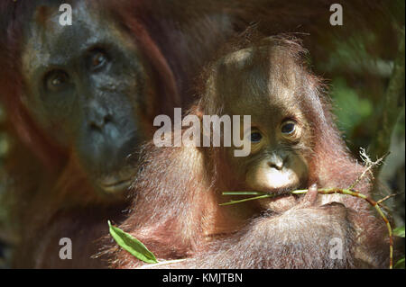 Baby orangutan. Die Nahaufnahme Portrait von cub des bornesischen Orang-utan (Pongo pygmaeus). grüne Krone der Bäume. Regenwald von Borneo, Indonesien. Stockfoto