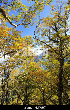 Schönheit in Taiwan Stockfoto