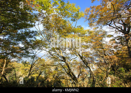 Schönheit in Taiwan Stockfoto