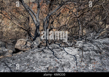 Kiefer verbrannten Bäume nach einem Waldbrand bei Solea Bereich im Troodos-gebirge, Zypern, im Juni 2016 Stockfoto