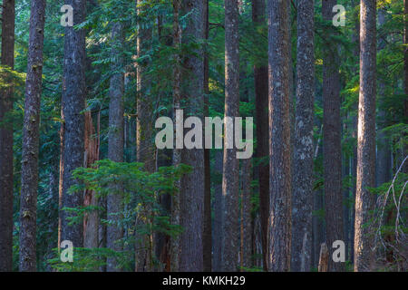 Woods auf der Longmire Wiese Trail im Mt Rainier National Park im Staat Washington in den Vereinigten Staaten Stockfoto