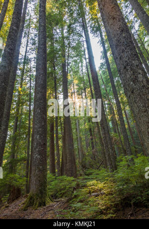 Woods auf der Longmire Wiese Trail im Mt Rainier National Park im Staat Washington in den Vereinigten Staaten Stockfoto