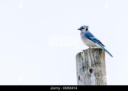 Blue Jay thront auf der Pole auf einem weißen Bewölkt Oktober Sky beobachten den Horizont Stockfoto