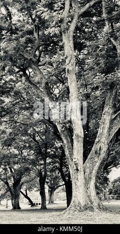 Raintree (samanea Saman) in einem Park, Townsville, Queensland, Australien Stockfoto