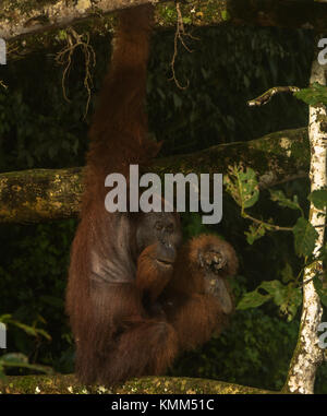 Ein männlicher Orang-utan sitzen in einem fruchtkörper Feigenbaum. Das linke Bein ist verletzt, so dass der Orang-utan der Fuß in den Mund legt, um den Baum zu klettern. Stockfoto