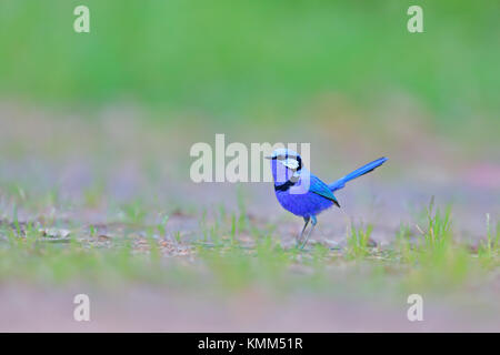 Splendid Märchen wren (malarus splendens), einem gebürtigen Australien Vogel, suchen Splendid in royal blau Federn auf einen einfachen grünen Hintergrund Stockfoto