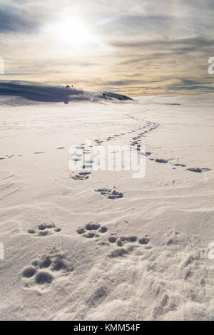 Wolf Spuren hinterlassen Spuren im Winter Schnee im Hayden Valley an der Yellowstone National Park 15. Februar 2017 in Wyoming. (Foto von Jacob w. Frank über planetpix) Stockfoto