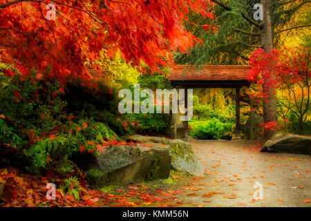 Holz- japanisches Tor und üppiger Herbst Laub in Kubota Garten, Seattle Stockfoto